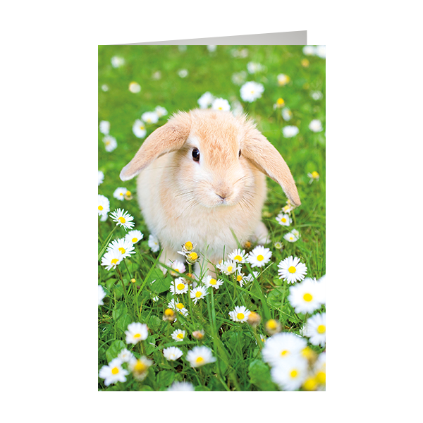 Ohne Text Glückwunschkarte mit Umschlag Hase Kaninchen