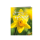Allgemeine Wünsche - Minikarten - Glückwunschkarte im Format 9 x 7 cm mit Umschlag - Sonnige Grüße – Narzisse