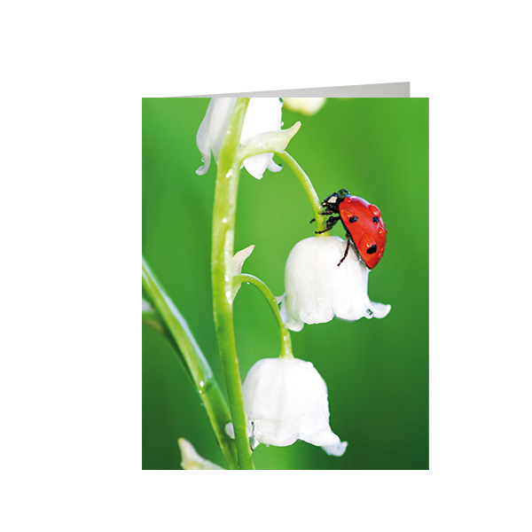 AV - Ohne Text - Minikarten – Frühjahr - Glückwunschkarte im Format 9 x 7 cm mit Umschlag - Maikäfer auf Nelke