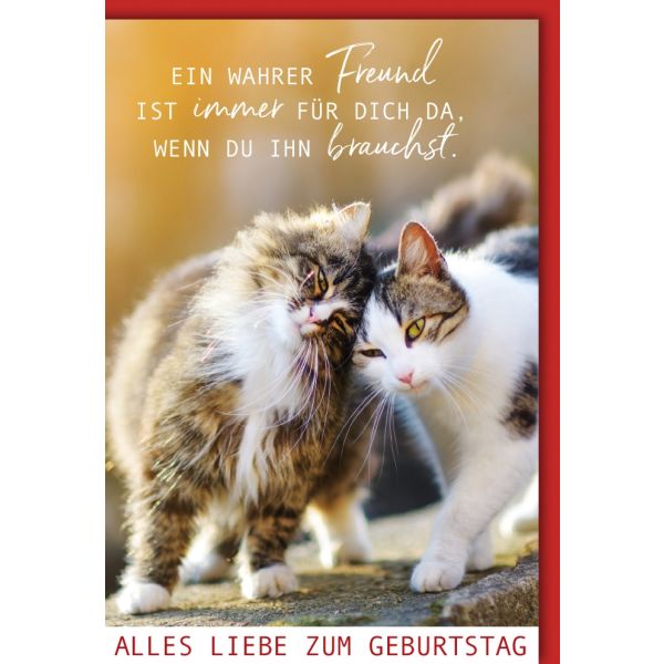 Geburtstag Glückwunschkarte mit Umschlag Katzen Freund Alles Liebe