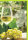 Geburtstag - Glückwunschkarte im Format 11,5 x 17 cm mit Umschlag - Weißwein mit Trauben - Verlag Dominique