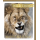 Geburtstag Snapshot Glückwunschkarte mit Umschlag Löwe "WILD THING"