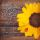 Allgemeine Wünsche Alles Gute Sonnenblume Romantica quadratische Glückwunschkarte mit Umschlag