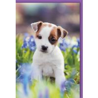 Ohne Text Karte mit Umschlag Hund im Gras
