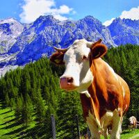 Servietten Format: 33 x 33 cm 3-lagig 20 Servietten Alpen...