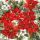 Weihnachten Servietten 25 x 25 cm 20 Servietten 3-lagig Poinsettia All Over Weihnachtsstern Blumen