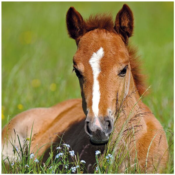 Servietten Lunch 33 x 33 cm 3-lagig 20 Servietten Foal Fohlen Pferd