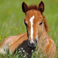 Servietten Lunch 33 x 33 cm 3-lagig 20 Servietten Foal...