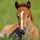 Servietten Lunch 33 x 33 cm 3-lagig 20 Servietten Foal Fohlen Pferd
