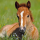 Servietten Lunch 33 x 33 cm 3-lagig 20 Servietten Foal Fohlen Pferd