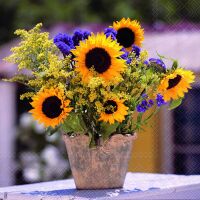Servietten 33 x 33 cm 3-lagig 20 Servietten Sunflower...