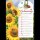 Geburtstag - Glückwunschkarte im Format 11,5 x 17 cm mit Umschlag - Sonnenblumen und Marienkäfer
