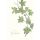 Trauer Beileid Kondolenzkarte mit Umschlag Skorpions Art Blätterzweig mit Silberfolie Herzliches Beileid