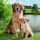 Servietten Lunch Golden Retriever Hund und Welpe 33x33cm 20 Servietten
