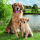 Servietten Lunch Golden Retriever Hund und Welpe 33x33cm 20 Servietten