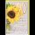 90. Geburtstag - Glückwunschkarte im Format 11,5 x 17 cm mit Umschlag - Sonnenblume im Glas - Verlag Dominique
