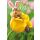 Ostern Premium Line Glückwunschkarte mit Umschlag Eichhörnchen mit Hasenohren in Tulpe