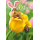 Ostern Premium Line Glückwunschkarte mit Umschlag Eichhörnchen mit Hasenohren in Tulpe