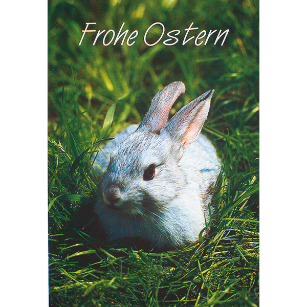 Ostern weißer Hase im Gras Glückwunschkarte mit Briefumschlag