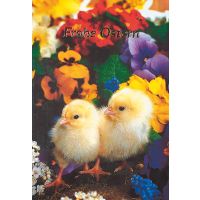 Ostern Küken bunte Blütenblätter...