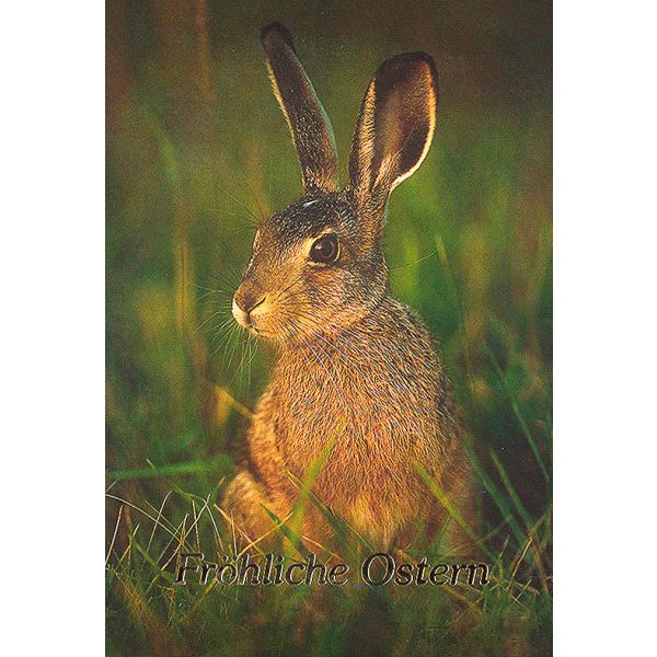 Ostern Hase sitzt auf Wiese Glückwunschkarte mit Briefumschlag