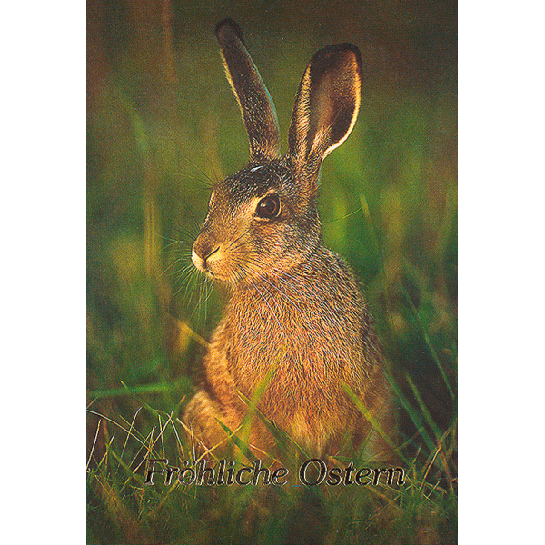 Ostern Hase sitzt auf Wiese Glückwunschkarte mit Briefumschlag
