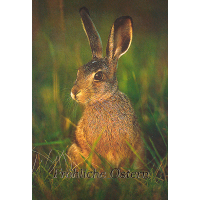 Ostern Hase sitzt auf Wiese Glückwunschkarte mit...
