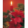 Weihnachten Midikarte Grußkarte mit Umschlag  Kerze Weihnachtsstern