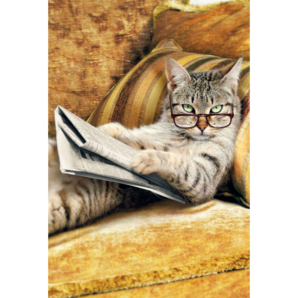 Grußkarte mit Umschlag - Serie Avanti - ohne Innentext - Katze mit Zeitung
