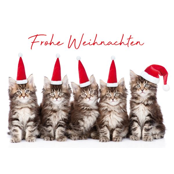 Weihnachten Glückwunschkarte mit Umschlag Katzen mit Mütze