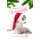 Weihnachten Glückwunschkarte mit Umschlag Hund mit Weihnachtsmütze