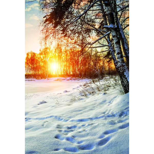 Weihnachts-Duschvorhang Mit LKW-Motiv – 180x180 Cm, Wasserdicht, Inkl. 12 Haken