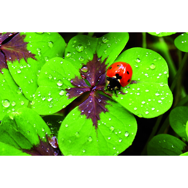 Regal Publishing St. Patrick's Day Grußkarte – Kleeblatt-Design, 17,8x12,7 Cm, Mit Umschlag
