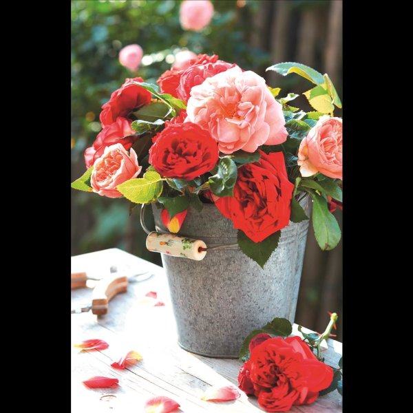 Ohne Text - Glückwunschkarte im Format 11,5 x 17 cm mit Umschlag - Rote und rosa Rosen im Zinkeimer