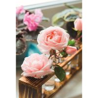 Ohne Text Glückwunschkarte mit Umschlag Rosen