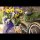 Ohne Text - Glückwunschkarte im Format 11,5 x 17 cm mit Umschlag - Fahrrad, Blumen