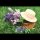 Ohne Text - Glückwunschkarte im Format 11,5 x 17 cm mit Umschlag - Blumen im Korb, Strohhut
