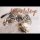 Geburtstag - Glückwunschkarte im Format 11,5 x 17 cm mit Umschlag - liegende Katze