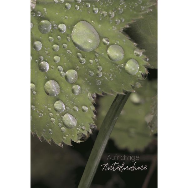 Beileid Kondolenz Trauerkarte Wassertropfen auf Blatt Aufrichtige Anteilnahme  mit Umschlag