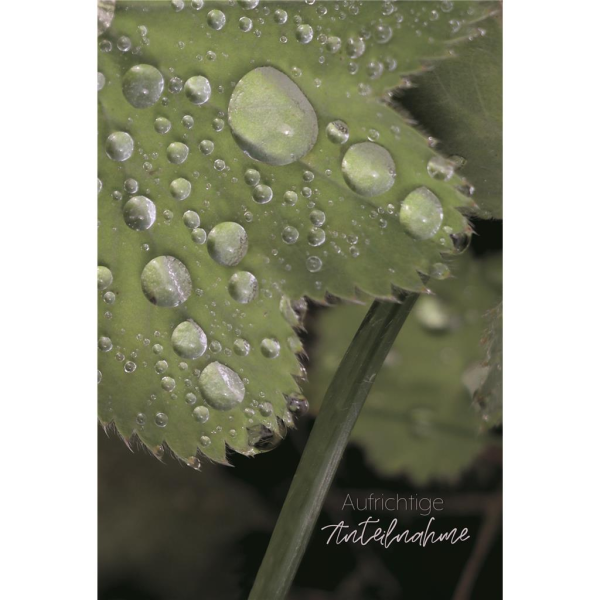 Beileid Kondolenz Trauerkarte Wassertropfen auf Blatt Aufrichtige Anteilnahme  mit Umschlag