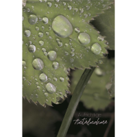 Beileid Kondolenz Trauerkarte Wassertropfen auf Blatt...