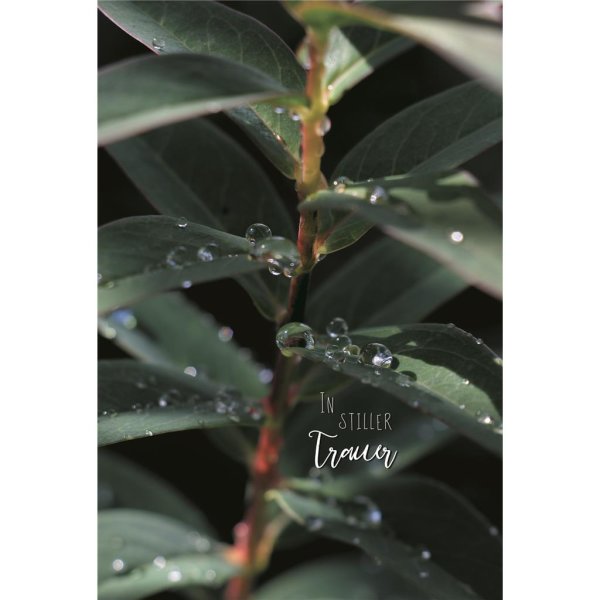 Trauer – Beileid – Kondolenz - Trauerkarte im Format 11,5 x 17 cm mit Umschlag - Wassertropfen auf Blättern
