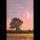 Trauer – Beileid – Kondolenz - Trauerkarte im Format 11,5 x 17 cm mit Umschlag - Baum, Mond