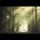 Trauer – Beileid – Kondolenz - Trauerkarte im Format 11,5 x 17 cm mit Umschlag - Waldweg, Sonne scheint durch Bäume