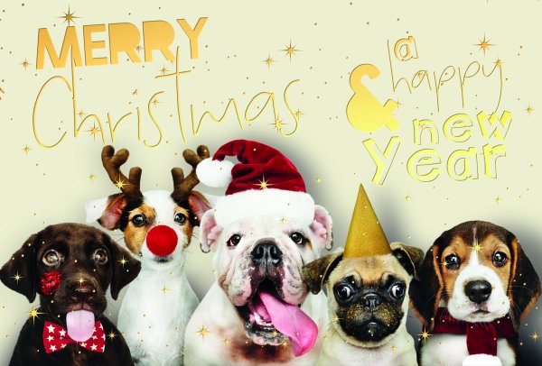 Weihnachten - Glückwunschkarten im Format 17 x 11,5 cm - Hunde, mit Goldfolie