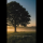 Trauer Beileid Kondolenz Trauerkarte mit Umschlag Baum mit Textvorschlägen