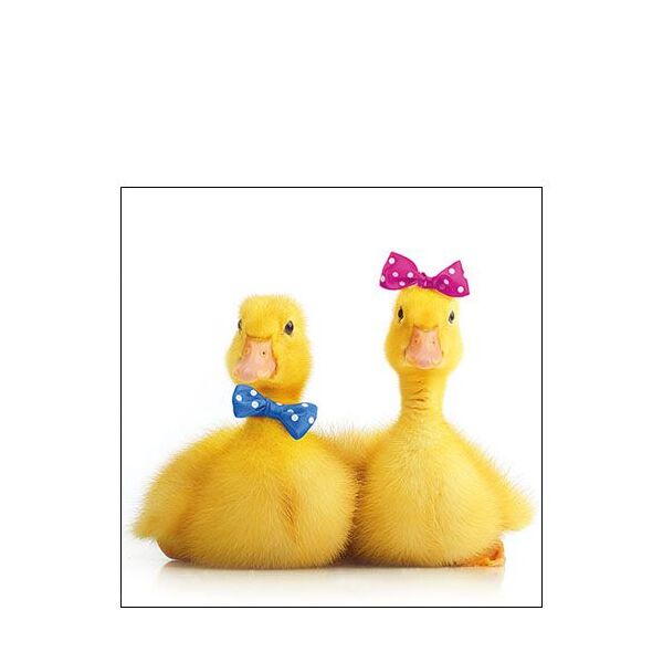 A Cocktail Servietten 25 x 25 cm 3-lagig 20 Servietten Little Ducks Enten Küken