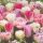 Cocktail Servietten 25 x 25 cm 3-lagig 20 Servietten Pink Tulips FSC Mix Tulpen pink