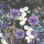 Cocktail Servietten 25 x 25 cm 3-lagig 20 Servietten Lunaria Grey FSC Mix Silberblatt grau