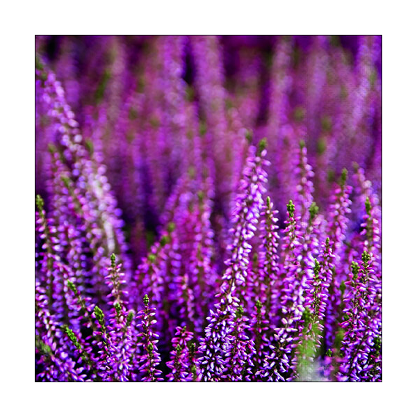 Servietten Format: 33 x 33 cm 3-lagig 20 Servietten Heather Heidekraut